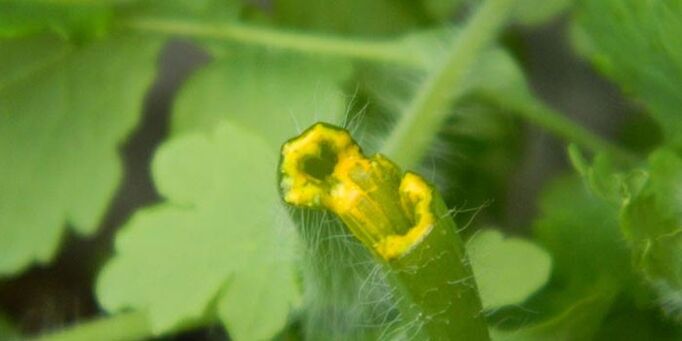 Celandine juice to treat nail fungus. 