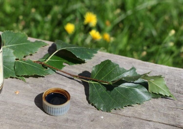 birch tar mushroom
